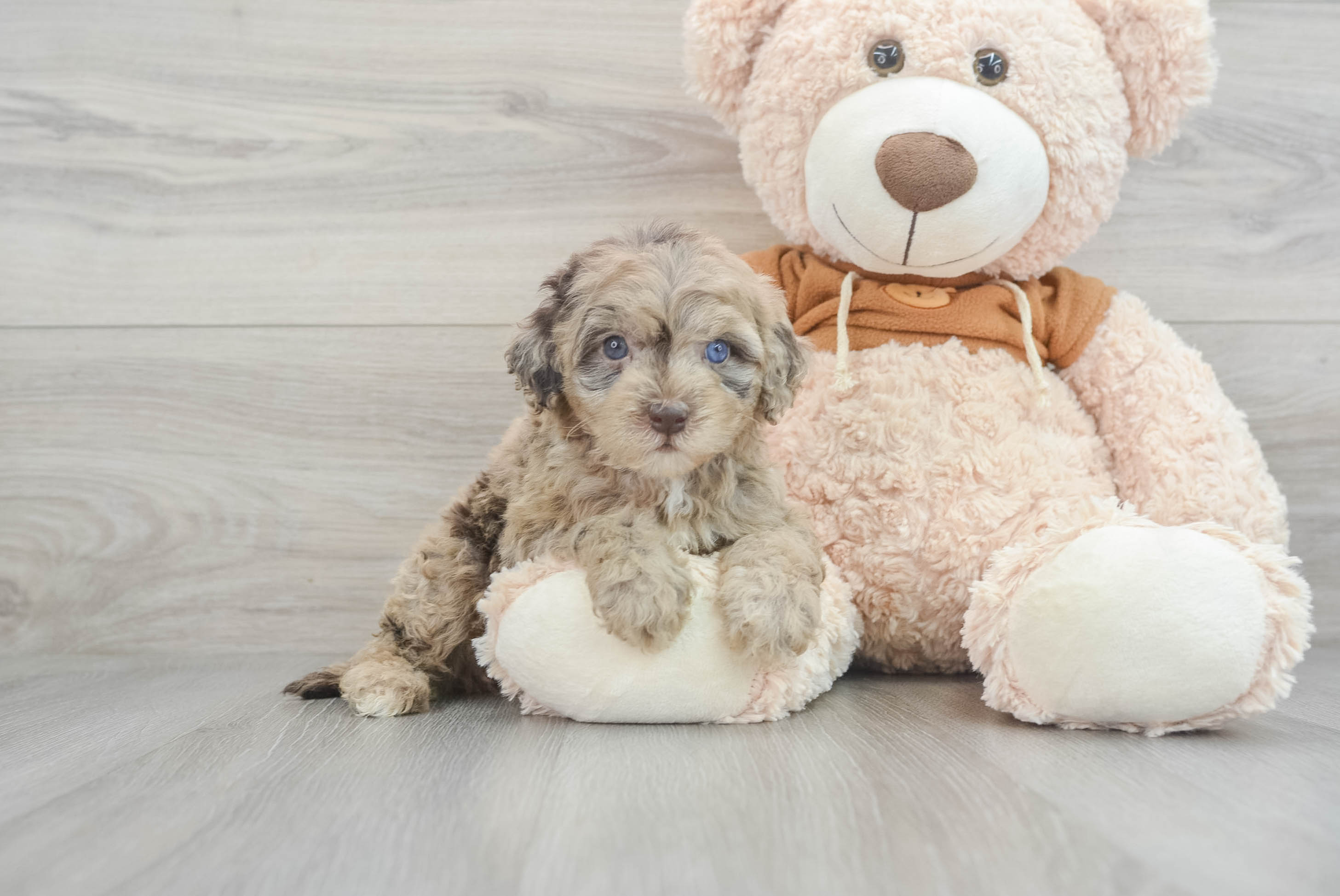 Friendly Mini Portidoodle Baby