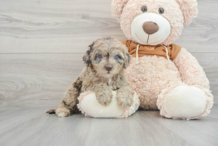 Meet Kelsey - our Mini Portidoodle Puppy Photo 1/3 - Puppy Love PR Friendly Mini Portidoodle Baby