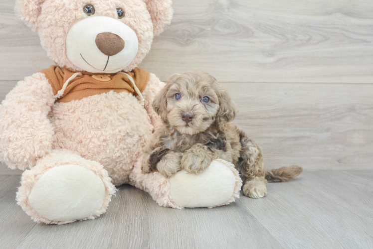 Meet Khal - our Mini Portidoodle Puppy Photo 1/3 - Puppy Love PR Smart Mini Portidoodle Poodle Mix Pup