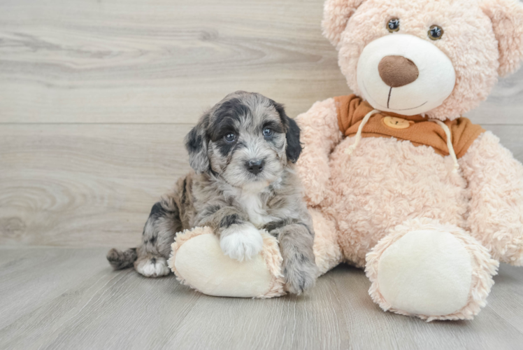 Meet Khal - our Mini Portidoodle Puppy Photo 1/3 - Puppy Love PR Fluffy Mini Portidoodle Poodle Mix Pup