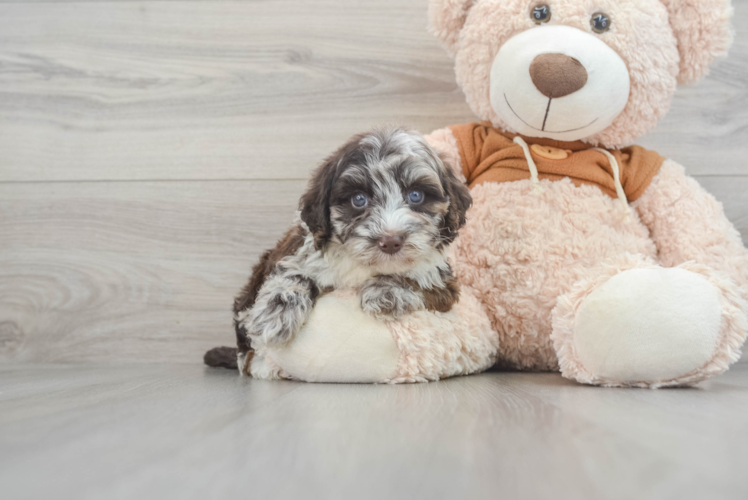 Meet Khalessi - our Mini Portidoodle Puppy Photo 1/3 - Puppy Love PR Popular Mini Portidoodle Poodle Mix Pup