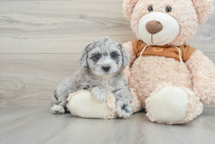 Meet Khalessi - our Mini Portidoodle Puppy Photo 1/3 - Puppy Love PR Popular Mini Portidoodle Poodle Mix Pup