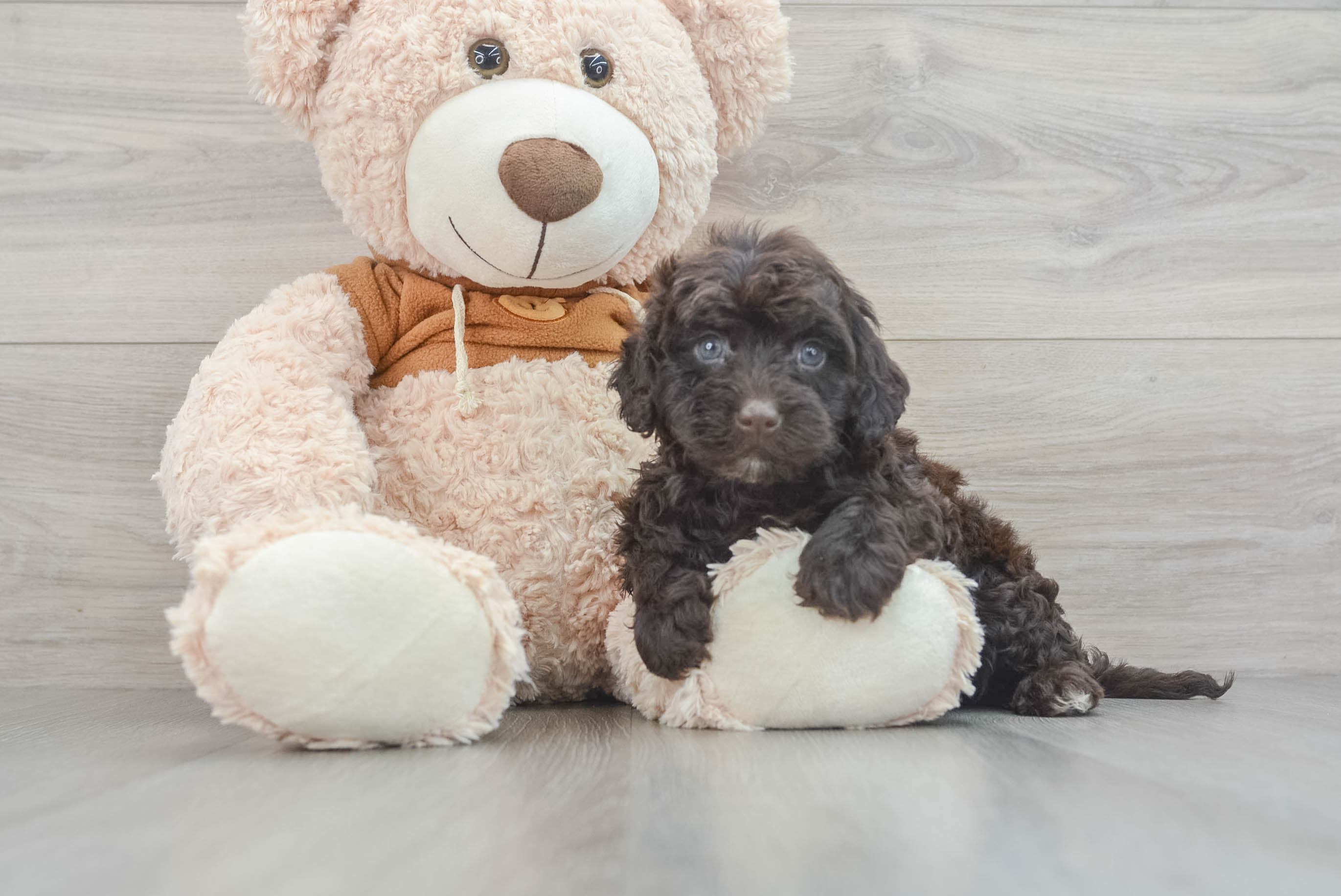 Mini Portidoodle Puppy for Adoption