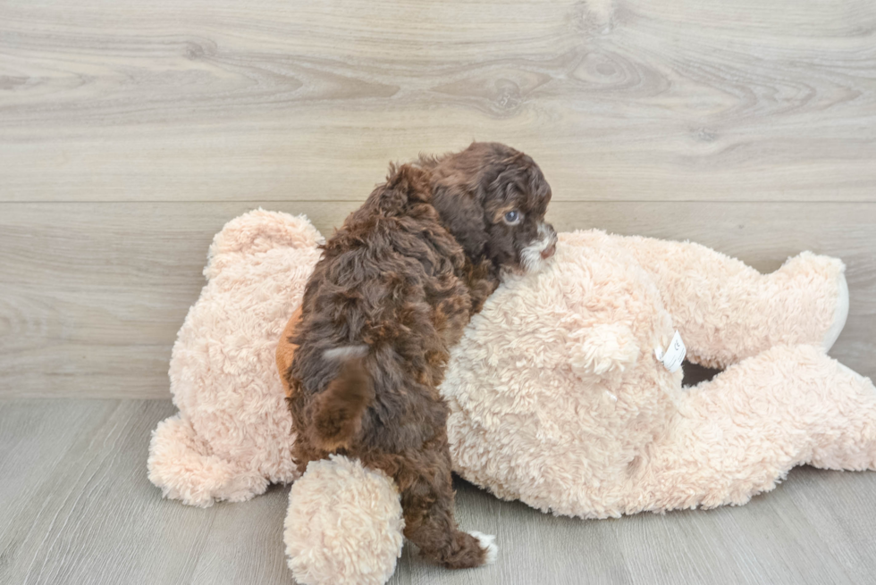 Mini Portidoodle Pup Being Cute