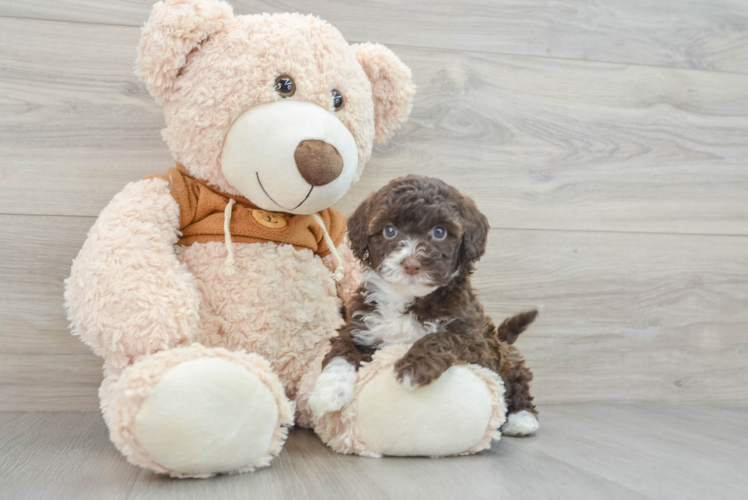 Meet Kiwi - our Mini Portidoodle Puppy Photo 1/2 - Puppy Love PR Mini Portidoodle Pup Being Cute