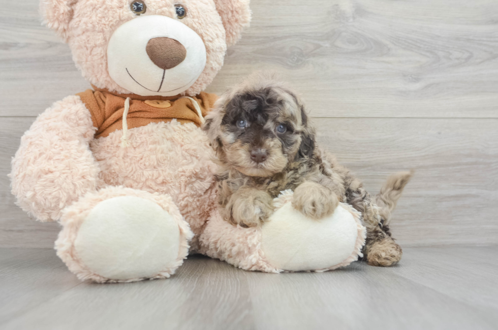 5 week old Mini Portidoodle Puppy For Sale - Puppy Love PR