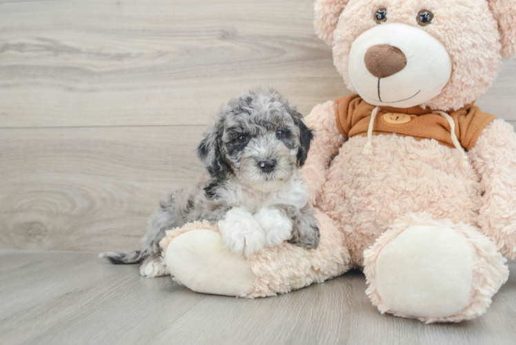 Meet Knoxsville - our Mini Portidoodle Puppy Photo 1/3 - Puppy Love PR Sweet Mini Portidoodle Baby