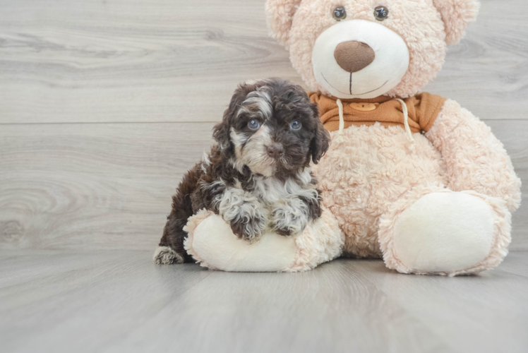 Meet Kong - our Mini Portidoodle Puppy Photo 1/3 - Puppy Love PR Mini Portidoodle Puppy for Adoption