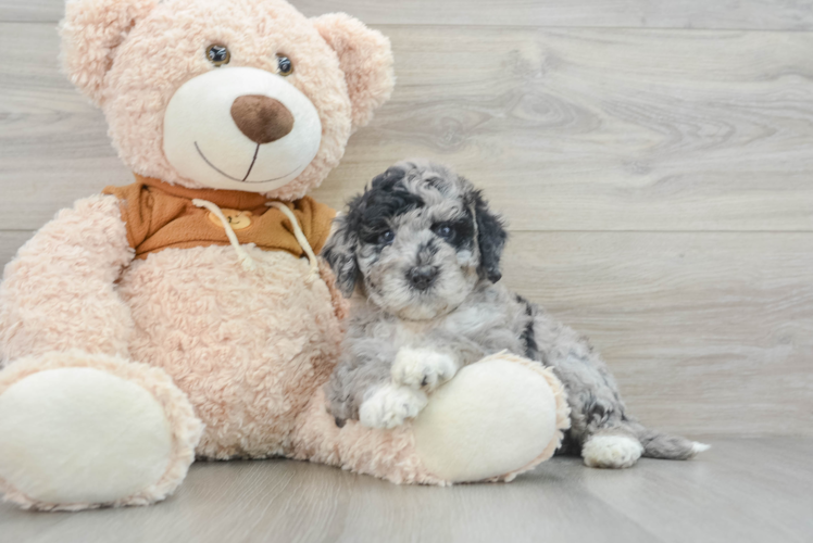 Meet Kong - our Mini Portidoodle Puppy Photo 1/3 - Puppy Love PR Popular Mini Portidoodle Poodle Mix Pup