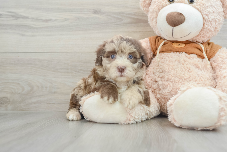 Meet Magnolia - our Mini Portidoodle Puppy Photo 1/3 - Puppy Love PR Petite Mini Portidoodle Poodle Mix Pup