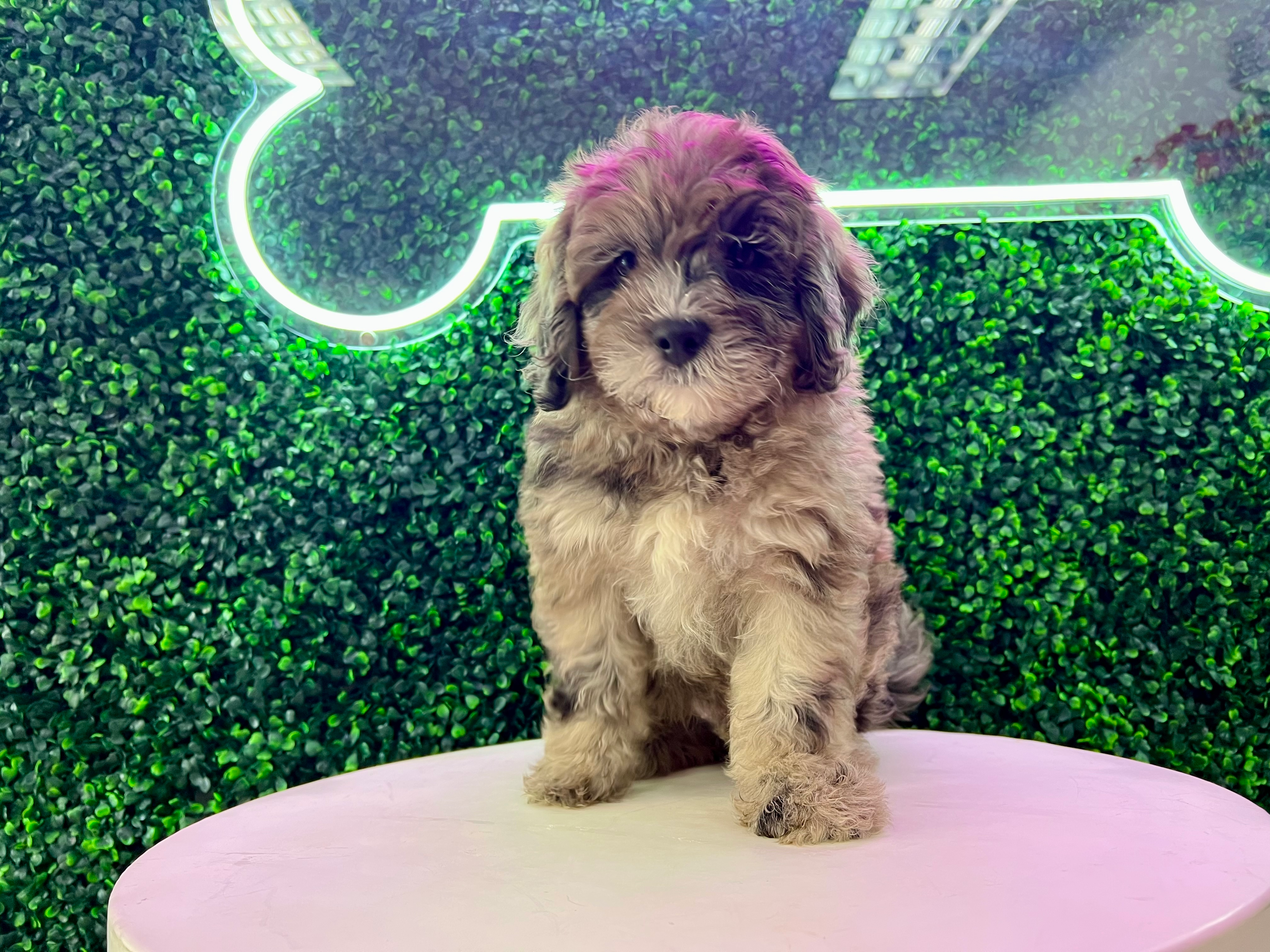 Cute Mini Portidoodle Baby