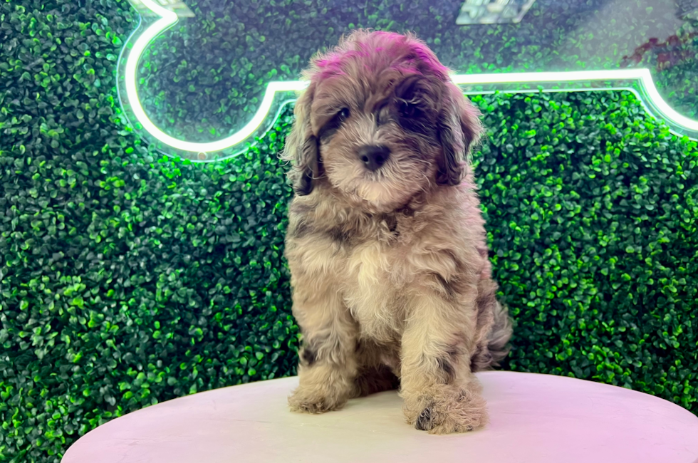 10 week old Mini Portidoodle Puppy For Sale - Puppy Love PR