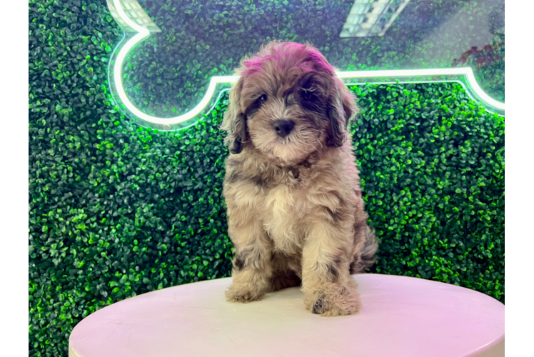 Meet Mandalay - our Mini Portidoodle Puppy Photo 1/4 - Puppy Love PR Cute Mini Portidoodle Baby