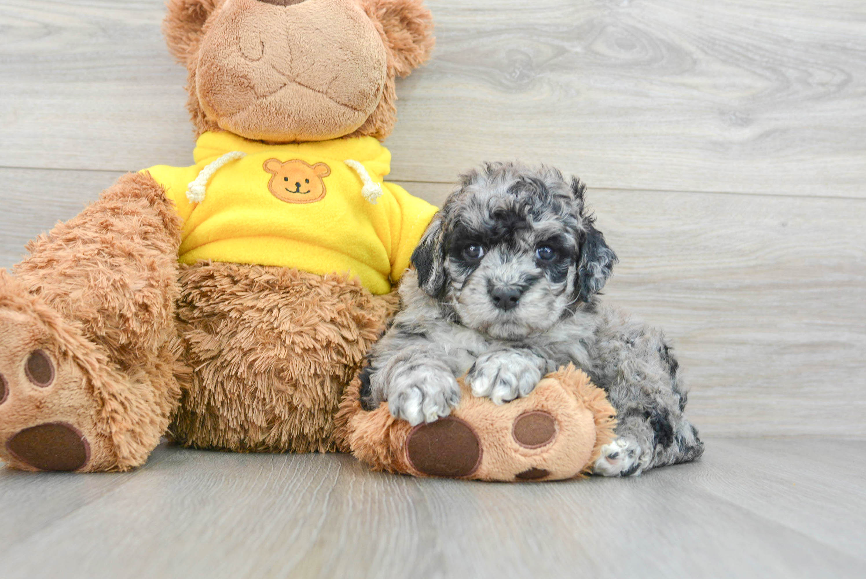 Smart Mini Portidoodle Poodle Mix Pup