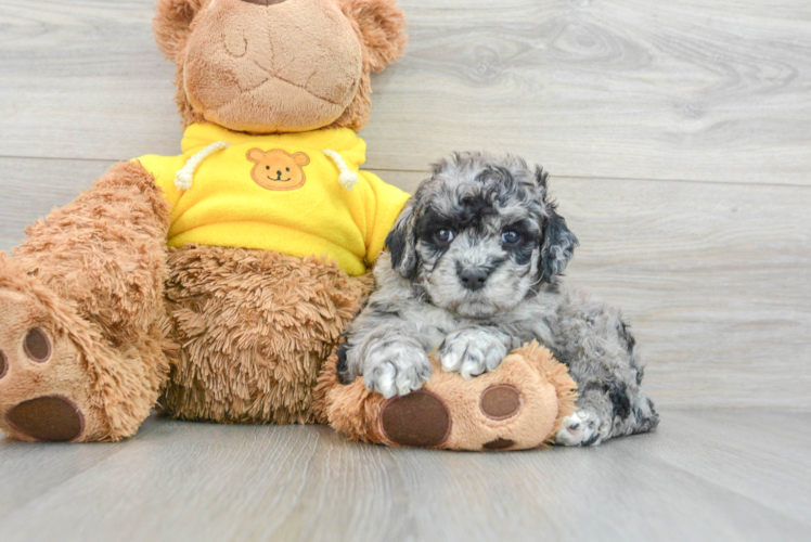 Meet Mandalay - our Mini Portidoodle Puppy Photo 1/3 - Puppy Love PR Smart Mini Portidoodle Poodle Mix Pup