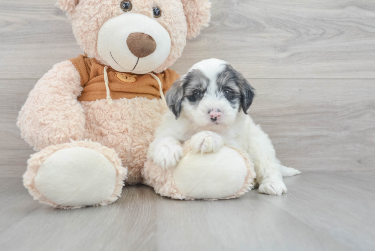 Meet Mandalay - our Mini Portidoodle Puppy Photo 1/3 - Puppy Love PR Cute Mini Portidoodle Baby