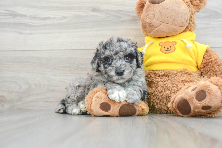 Meet Mandalorian - our Mini Portidoodle Puppy Photo 1/3 - Puppy Love PR Happy Mini Portidoodle Baby