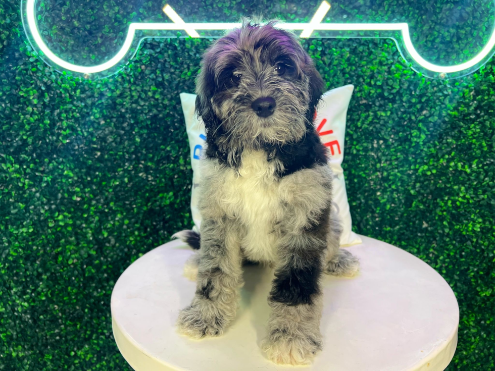 Cute Portuguese Water Dog Poodle Mix Puppy