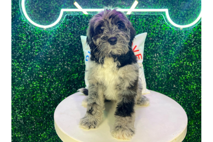 Meet Mandalorian - our Mini Portidoodle Puppy Photo 1/4 - Puppy Love PR Cute Portuguese Water Dog Poodle Mix Puppy