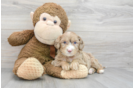Mini Portidoodle Pup Being Cute