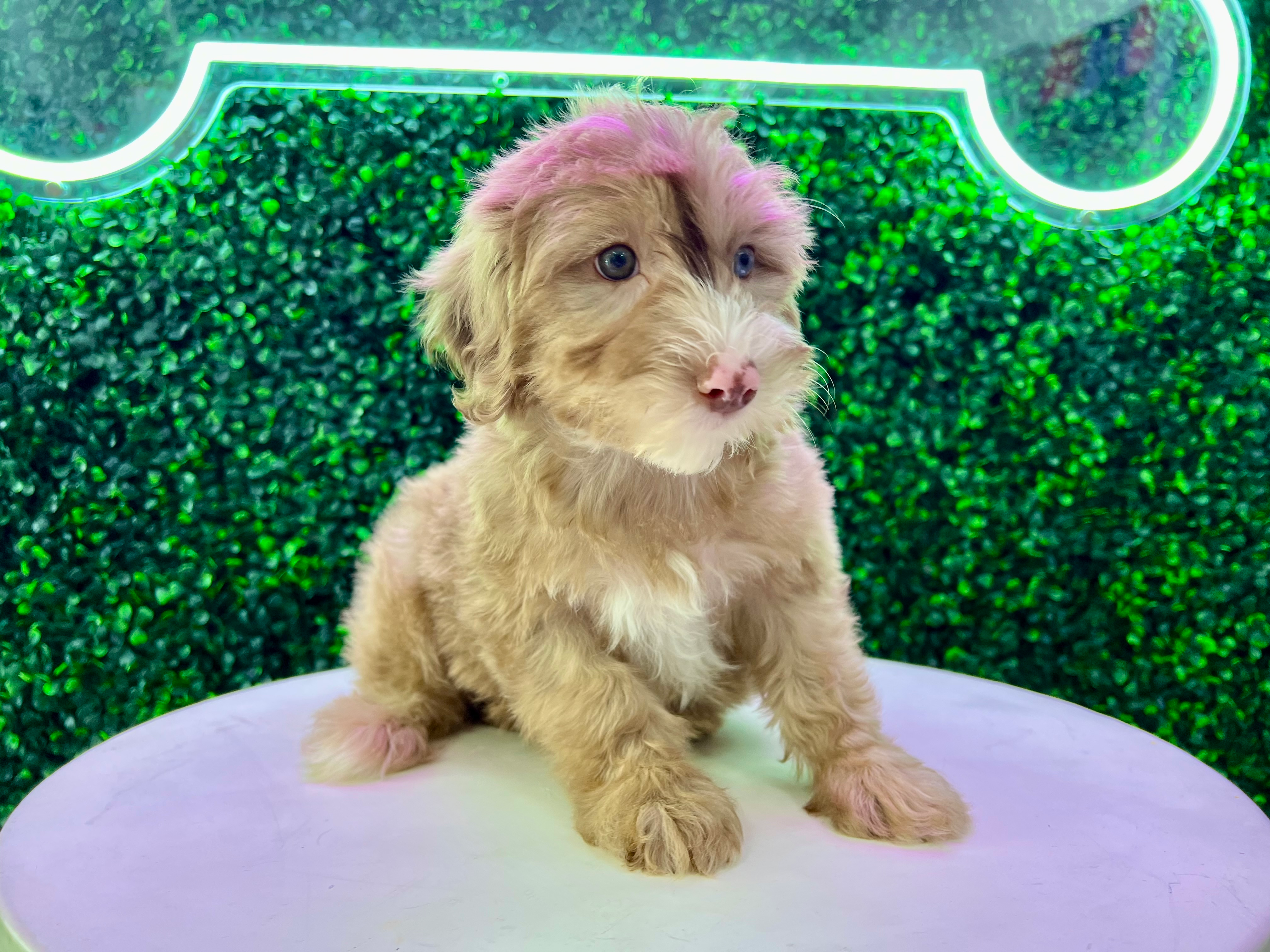 Cute Mini Portidoodle Baby