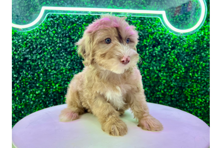 Meet Marquee - our Mini Portidoodle Puppy Photo 1/4 - Puppy Love PR Cute Mini Portidoodle Baby