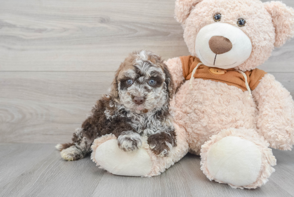 Mini Portidoodle Pup Being Cute