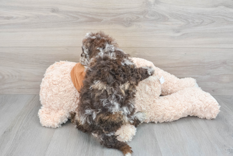Mini Portidoodle Puppy for Adoption
