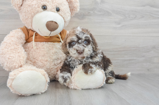Mini Portidoodle Puppy for Adoption