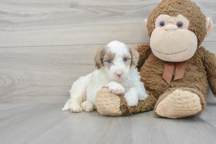 Meet Mcqueen - our Mini Portidoodle Puppy Photo 1/3 - Puppy Love PR Fluffy Mini Portidoodle Poodle Mix Pup