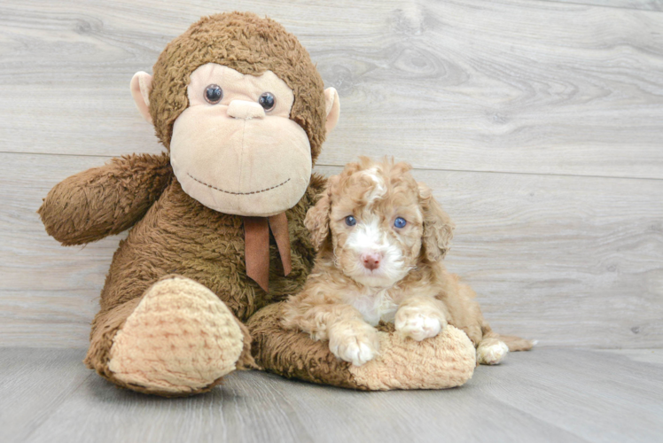 Meet Monopoly - our Mini Portidoodle Puppy Photo 1/3 - Puppy Love PR Mini Portidoodle Pup Being Cute