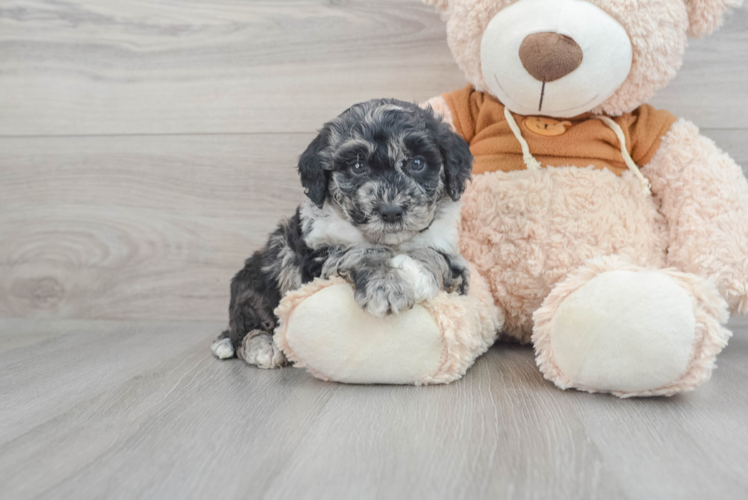 Meet Monopoly - our Mini Portidoodle Puppy Photo 1/3 - Puppy Love PR Mini Portidoodle Puppy for Adoption