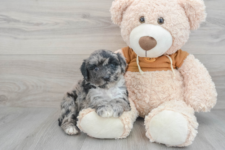 Meet Moonbeam - our Mini Portidoodle Puppy Photo 1/3 - Puppy Love PR Mini Portidoodle Pup Being Cute