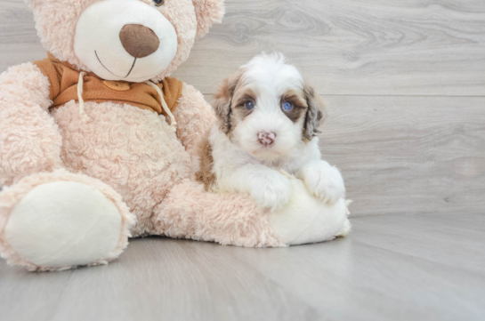 Best Mini Portidoodle Baby