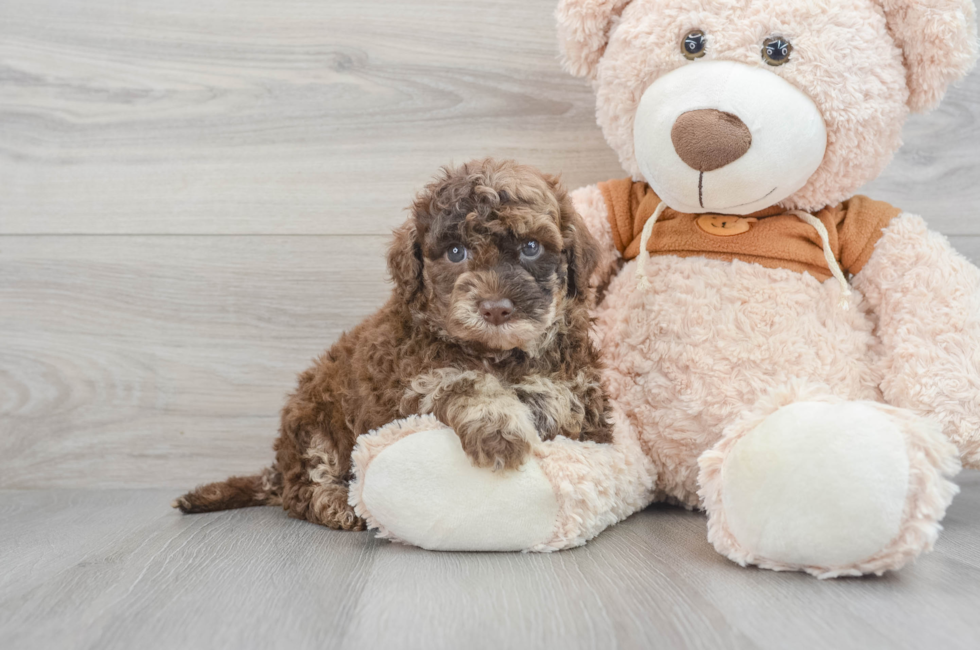 5 week old Mini Portidoodle Puppy For Sale - Puppy Love PR