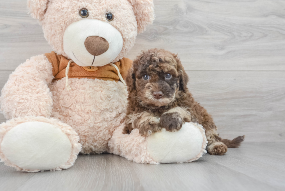Small Mini Portidoodle Baby