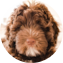 Mini Portidoodle Puppy For Sale - Puppy Love PR
