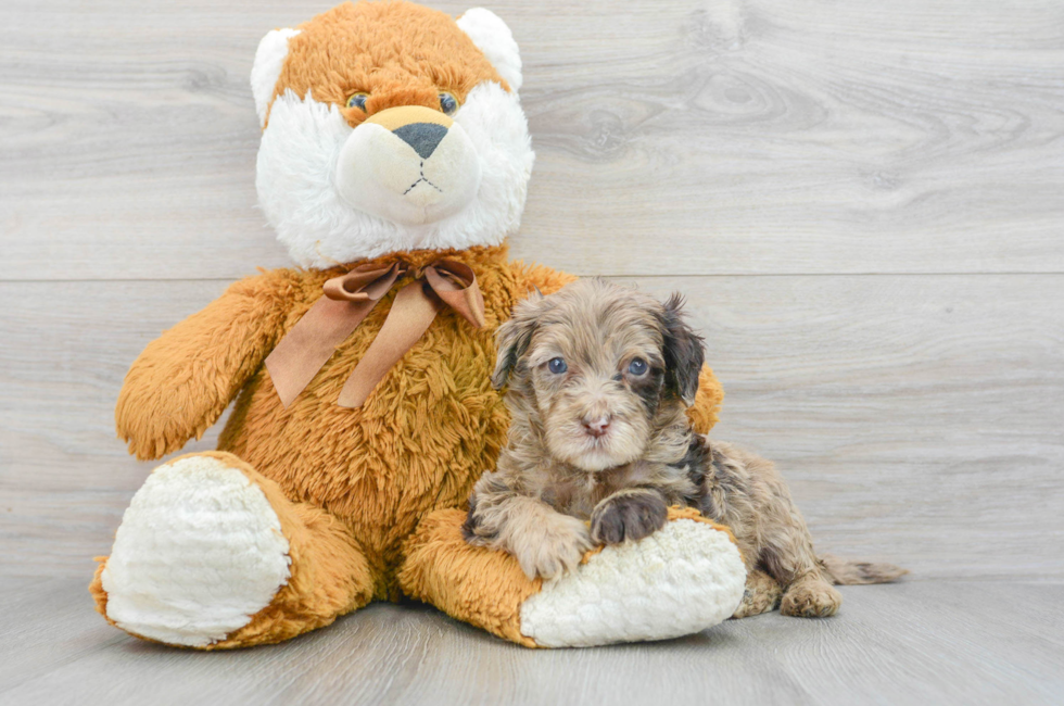 6 week old Mini Portidoodle Puppy For Sale - Puppy Love PR