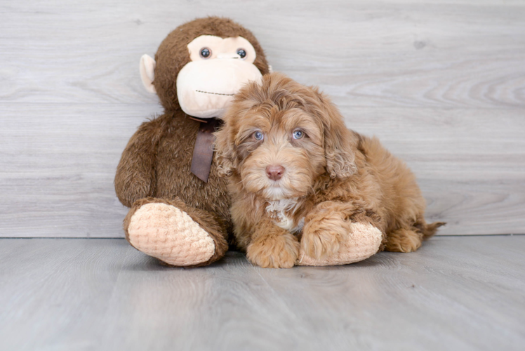 Mini Portidoodle Puppy for Adoption