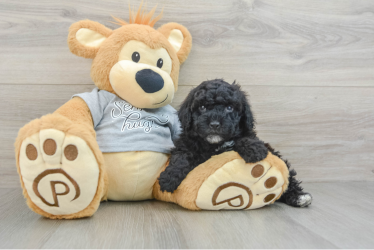 Meet Rangerette - our Mini Portidoodle Puppy Photo 1/3 - Puppy Love PR Petite Mini Portidoodle Poodle Mix Pup