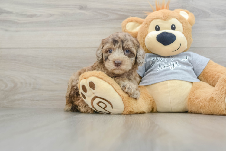 Meet Regan - our Mini Portidoodle Puppy Photo 1/3 - Puppy Love PR Best Mini Portidoodle Baby