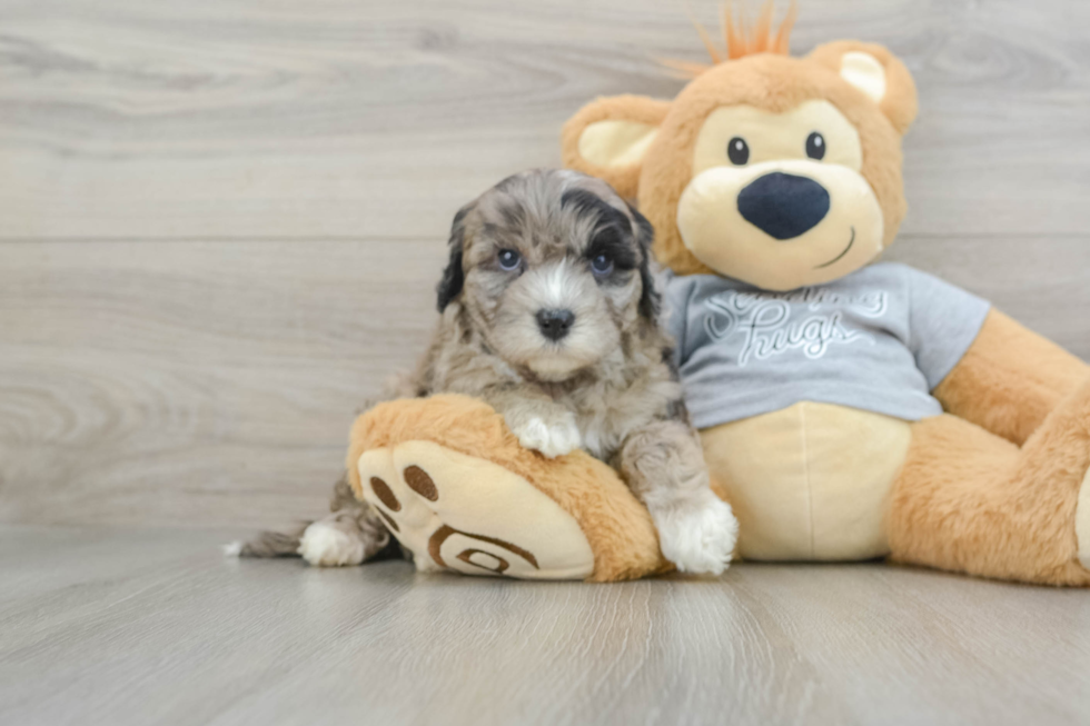 Popular Mini Portidoodle Poodle Mix Pup