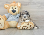 7 week old Mini Portidoodle Puppy For Sale - Puppy Love PR