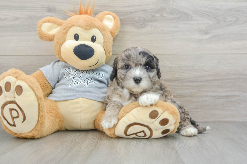 7 week old Mini Portidoodle Puppy For Sale - Puppy Love PR