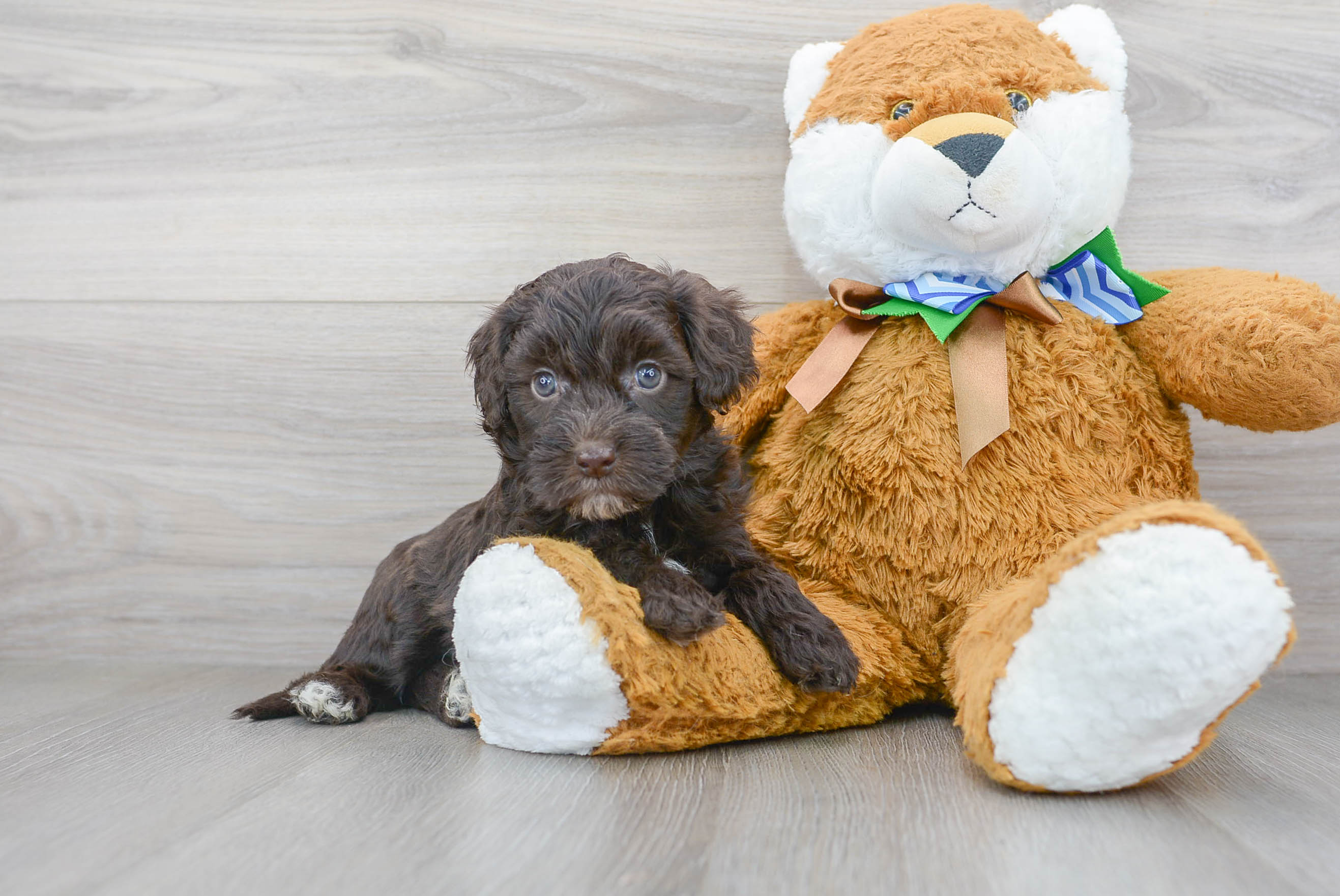 Mini Portidoodle Puppy for Adoption