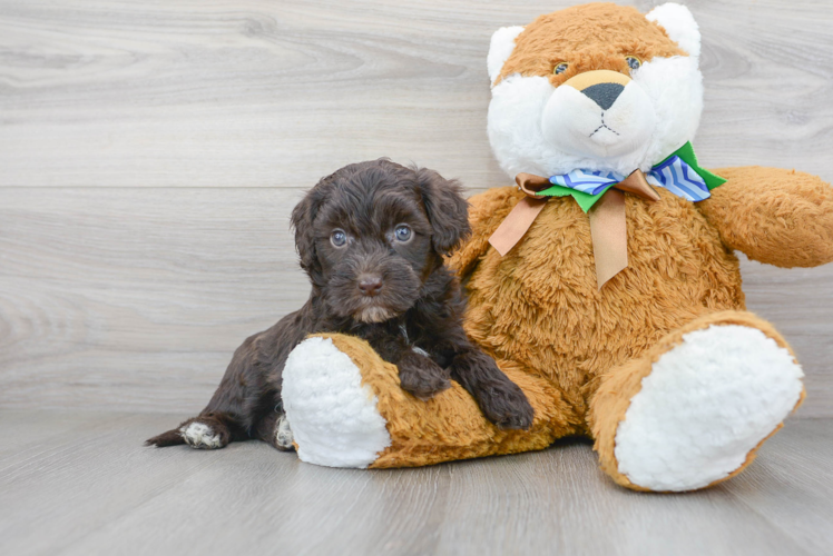 Meet Riva - our Mini Portidoodle Puppy Photo 1/3 - Puppy Love PR Mini Portidoodle Puppy for Adoption