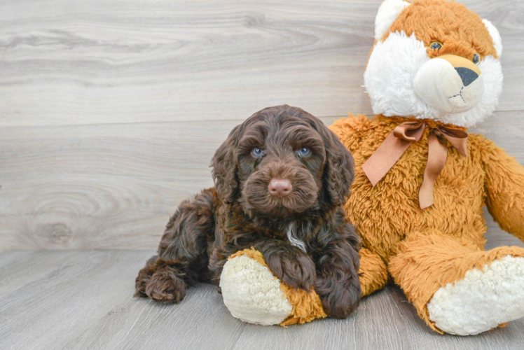 Meet Rogie - our Mini Portidoodle Puppy Photo 1/3 - Puppy Love PR Friendly Mini Portidoodle Baby