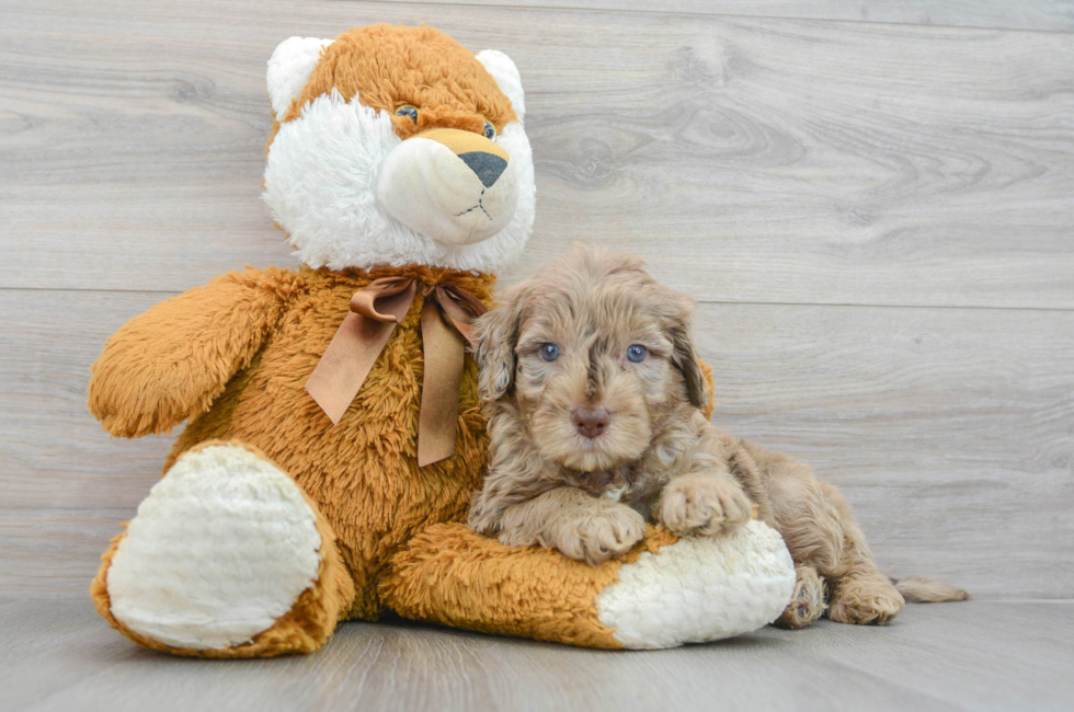 6 week old Mini Portidoodle Puppy For Sale - Puppy Love PR