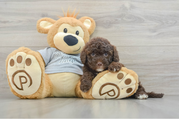 Meet Rosabell - our Mini Portidoodle Puppy Photo 1/3 - Puppy Love PR Best Mini Portidoodle Baby