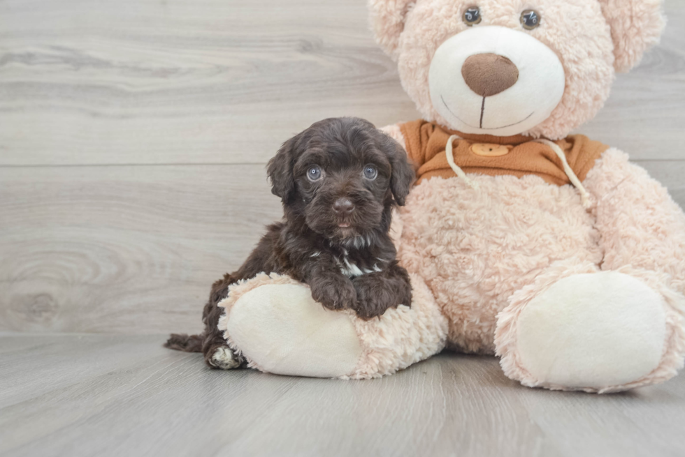 Funny Mini Portidoodle Poodle Mix Pup